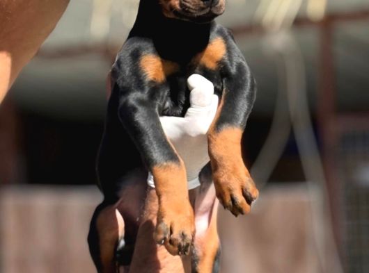 Doberman Yavrumuz görsel