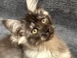 Soy garantili maine coon