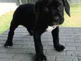 Dev Gibi Muhteşem Cane Corso Yavrularımız