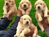 Golden Retriever Yavrumuz