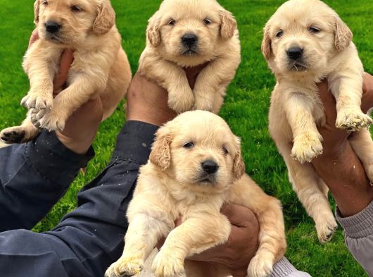 Golden Retriever Yavrumuz görsel