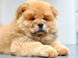 Efsane Muhteşem chow chow yavrularımız