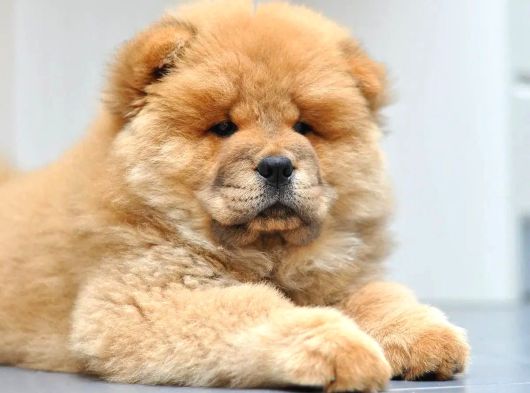 Efsane Muhteşem Chow Chow Yavrularımız