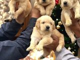 Golden Retriever Yavrumuz