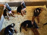 Showli̇ne Üst Vasifli Alman Çoban Köpeği̇ Yavrulari