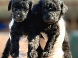 Toy Poodle Yavrularımız