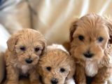 BAL GİBİ MALTİPOO BEBEKLER