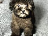 ÇOK ÖZEL SİLVER pOODLE YAVRULARIMIZ