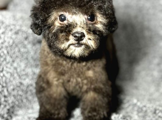Çok Özel Si̇lver Poodle Yavrularimiz