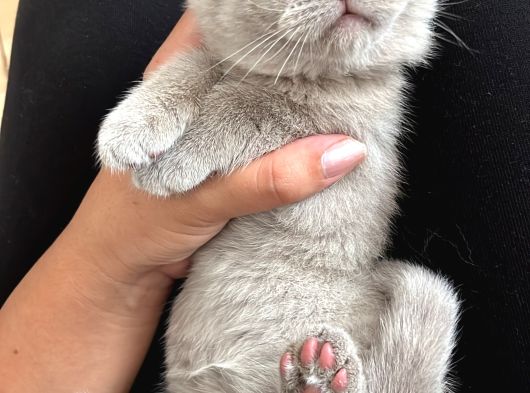 British Shorthair Ve Scottish Fold Yavru görsel