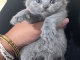 British Shorthair Ve Scottish Fold Yavru