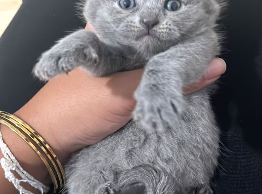 British Shorthair Ve Scottish Fold Yavru görsel