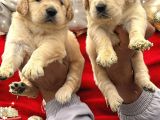 Golden Retriever Yavrumuz
