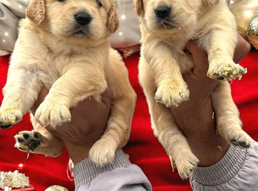 Golden Retriever Yavrumuz görsel