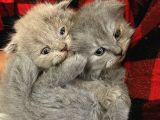 British Shorthair Ve Scottish Fold Yavru