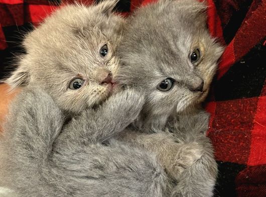British Shorthair Ve Scottish Fold Yavru görsel
