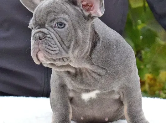 Blue Ve Si̇yah Yavrular görsel