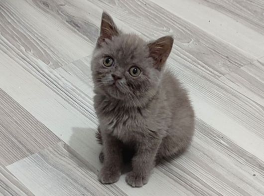 Mükemmel Bi̇r Li̇lak Tesli̇me Hazirdir görsel