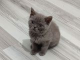 Mükemmel Bi̇r Li̇lak Tesli̇me Hazirdir