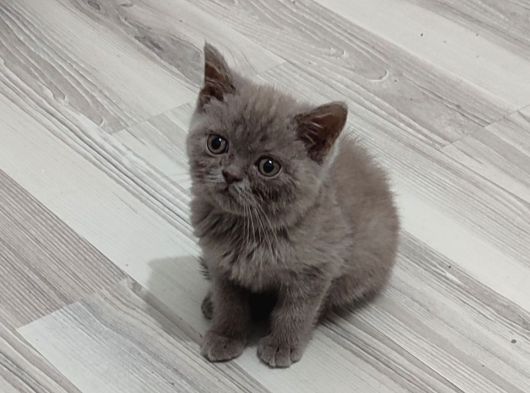 Mükemmel Bi̇r Li̇lak Tesli̇me Hazirdir görsel