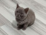 Mükemmel Bi̇r Li̇lak Tesli̇me Hazirdir
