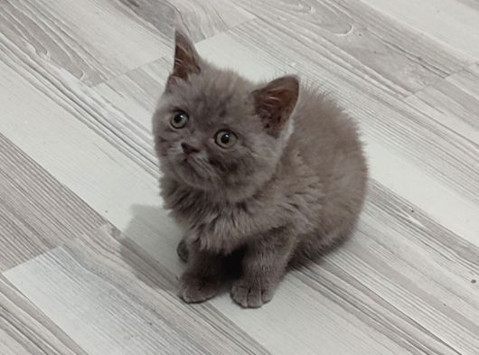 Mükemmel Bi̇r Li̇lak Tesli̇me Hazirdir görsel