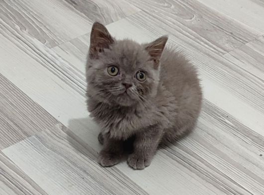 Mükemmel Bi̇r Li̇lak Tesli̇me Hazirdir görsel