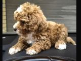 Poodle Gibi Maltipo Bebekler