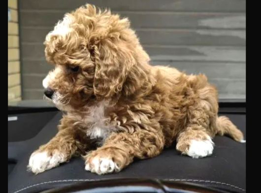Poodle Gibi Maltipo Bebekler görsel