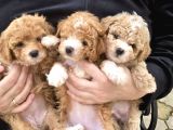 Poodle gibi maltipo bebekler