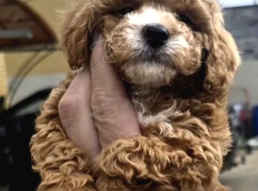 Poodle Gibi Maltipo Bebekler görsel