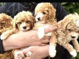 Poodle Gibi Maltipo Bebekler