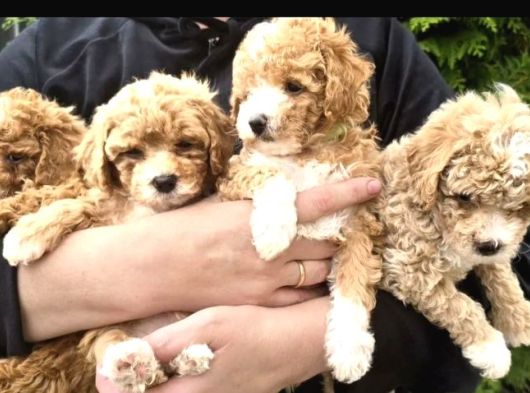 Poodle Gibi Maltipo Bebekler görsel