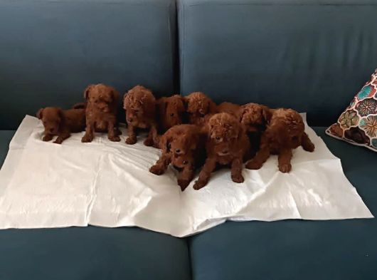 Bolluk Nedeni  Ile Çok Uygun