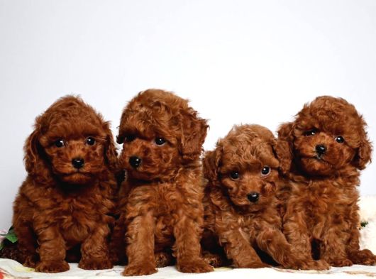 Poodle Yavrularımz Gelmiştir