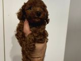 Ev bakımı safkan Toy Poodle