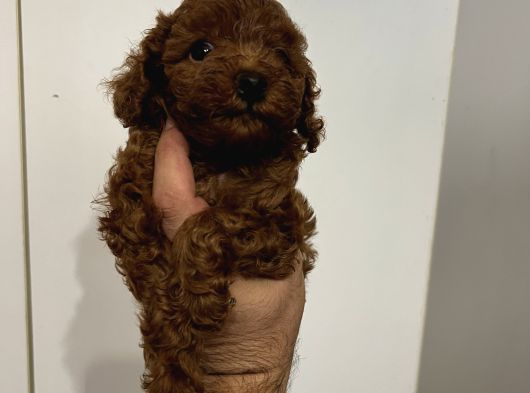 Ev bakımı safkan Toy Poodle