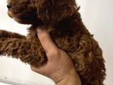 Ev Bakımı Safkan Toy Poodle