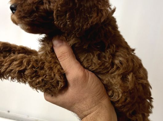 Ev Bakımı Safkan Toy Poodle görsel