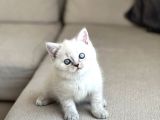 HARİKA GÜZELLİKTE BRİTİSH SHORTHAİR YAVRUM