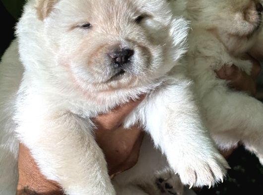 Efsane Muhteşem Chow Chow Yavrularımız görsel