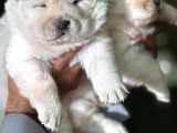 Efsane Muhteşem Chow Chow Yavrularımız