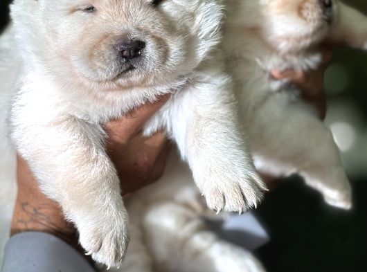 Efsane Muhteşem Chow Chow Yavrularımız görsel