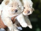 Efsane Muhteşem Chow Chow Yavrularımız