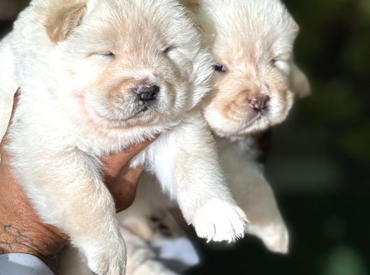 Efsane Muhteşem Chow Chow Yavrularımız görsel