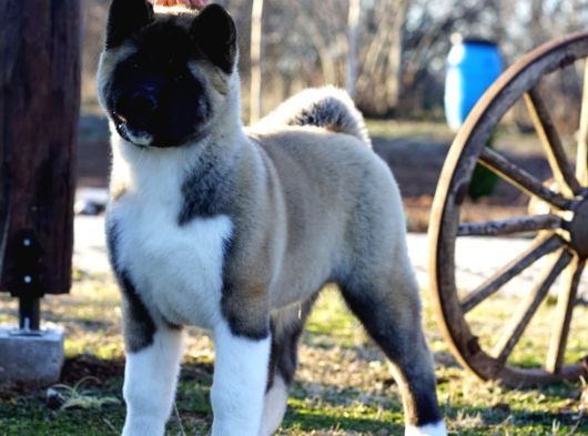 Akita Inu Yavrularimiz Hazirdir görsel