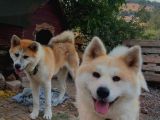 Akita Inu Yavrularimiz Hazirdir