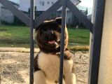 Akita Inu Yavrularimiz Hazirdir