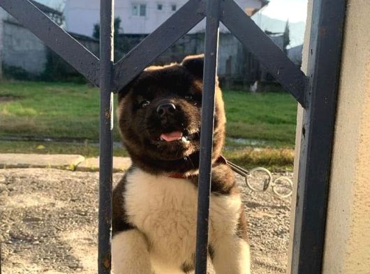 Akita Inu Yavrularimiz Hazirdir görsel