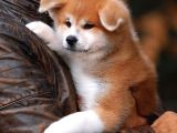 Akita Inu Yavrularimiz Hazirdir